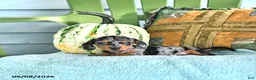 Miniature Dachshund dogs for sale: Jenny - Ad 4