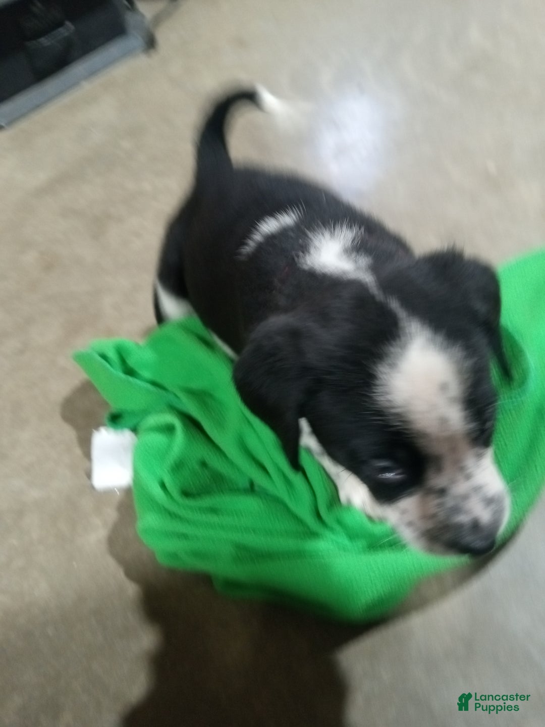 Mixed Breed dogs for sale: Belle - Ad 6