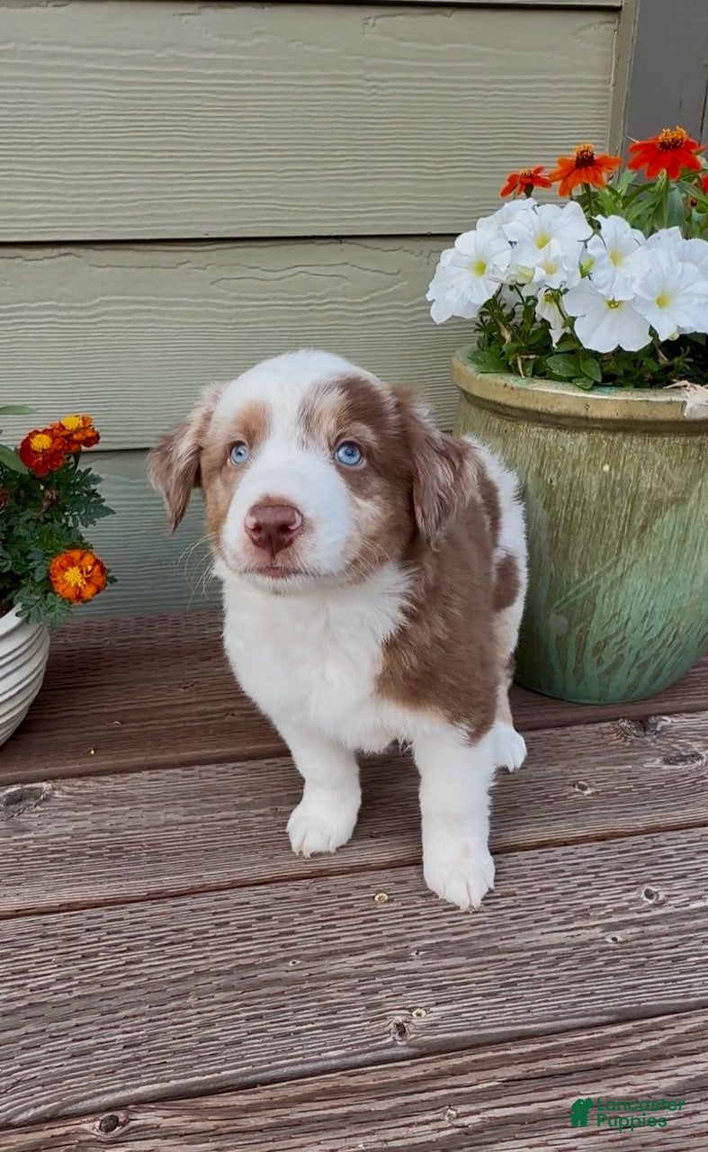 Miniature Australian Shepherd dogs Hooligans Red Merle Male 2 - Ad 2