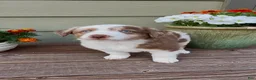 Miniature Australian Shepherd dogs for sale: Hooligans Red Merle Male 2 - Ad 2
