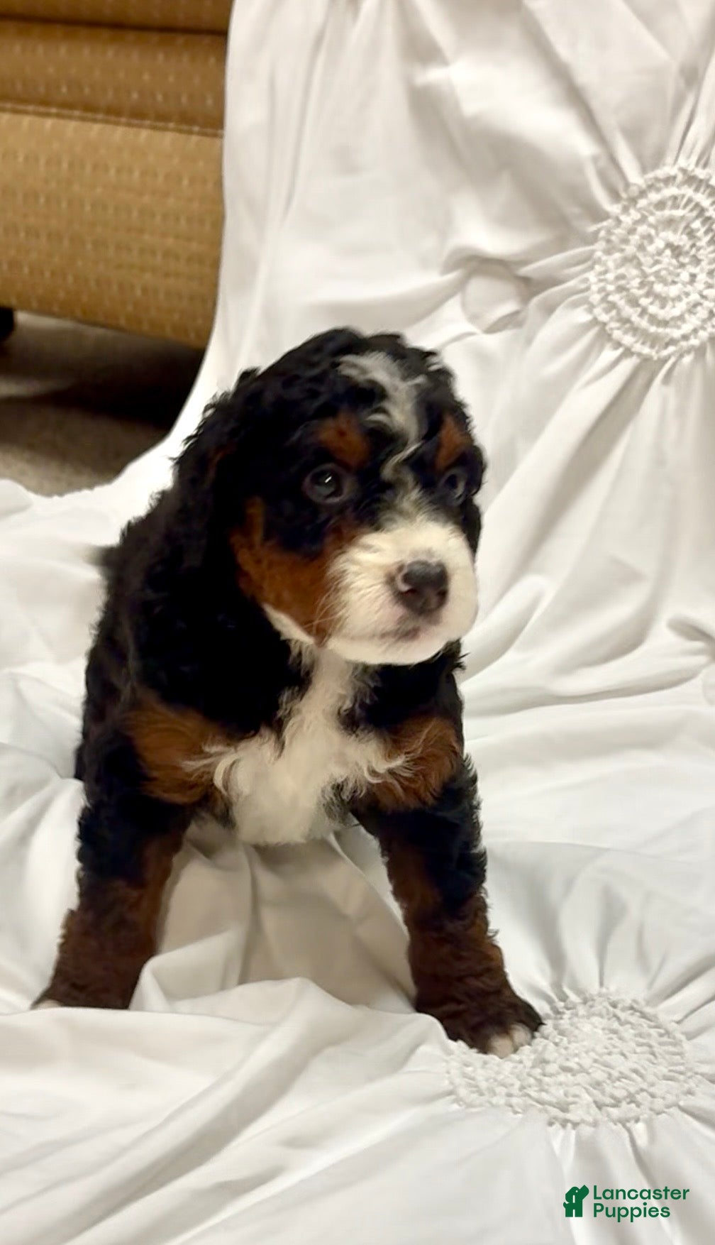 Mini Bernedoodle dogs for sale:  Sage - Ad 1