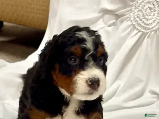 Mini Bernedoodle dogs Sage - Ad 33