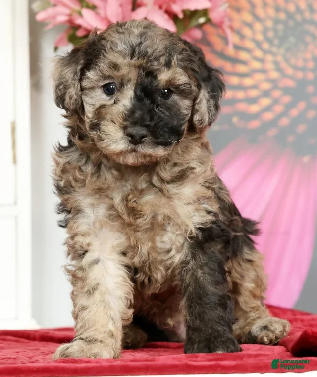 Miniature Poodle dogs Kamo - Ad 17