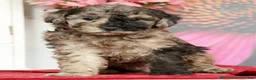 Miniature Poodle dogs for sale: Kamo - Ad 1