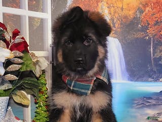 German Shepherd dogs Buddy - Ad 9