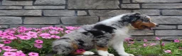 Australian Shepherd dogs for sale: Parker - Ad 7
