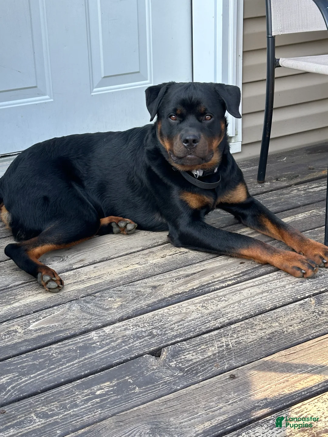 Rottweiler dogs for sale: Rottweiler Puppy 1 - Ad 2