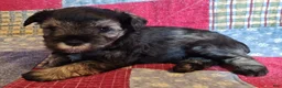 Miniature Schnauzer dogs for sale: Girl 3 - Ad 9
