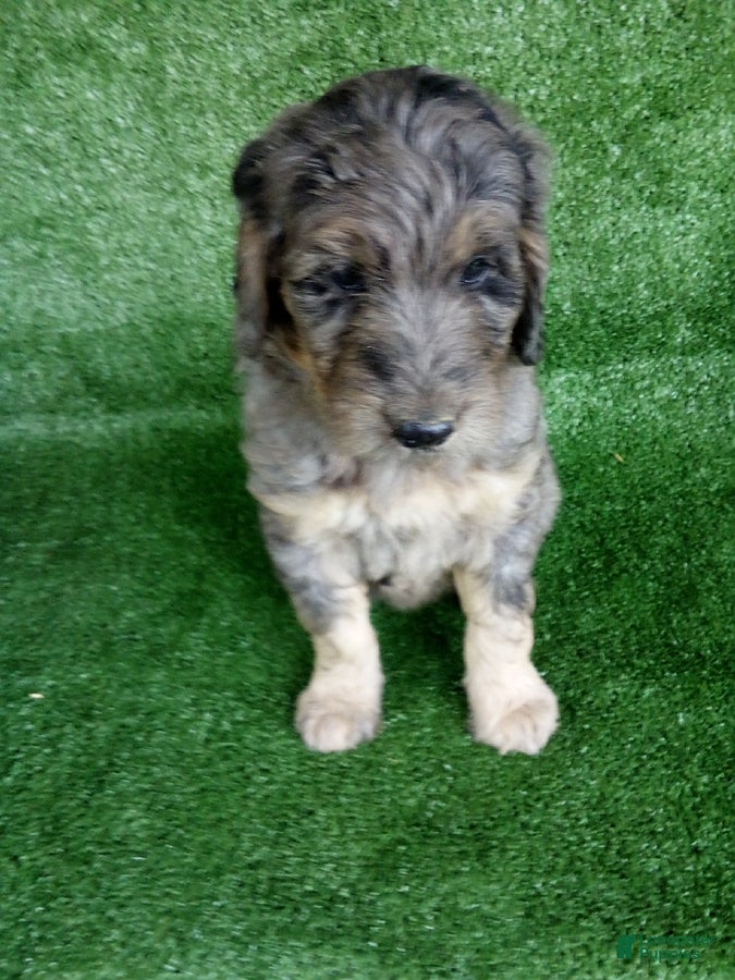 Goldendoodle dogs Gloria - Ad 1