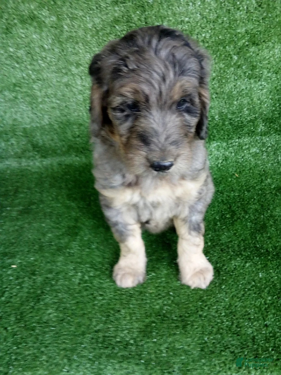 Goldendoodle dogs for sale: Gloria - Ad 1