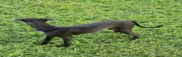 Italian Greyhound dogs for sale: Charlie - Ad 3