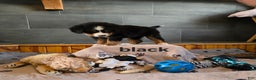 Bernese Mountain Dog dogs for sale: Black - Ad 3