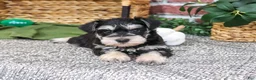 Miniature Schnauzer dogs for sale: Ethan - Ad 3