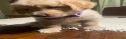 Golden Retriever dogs for sale: Golden Retriever 3 - Ad 28