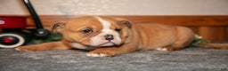 Mixed Breed dogs for sale: Pudge - Ad 3