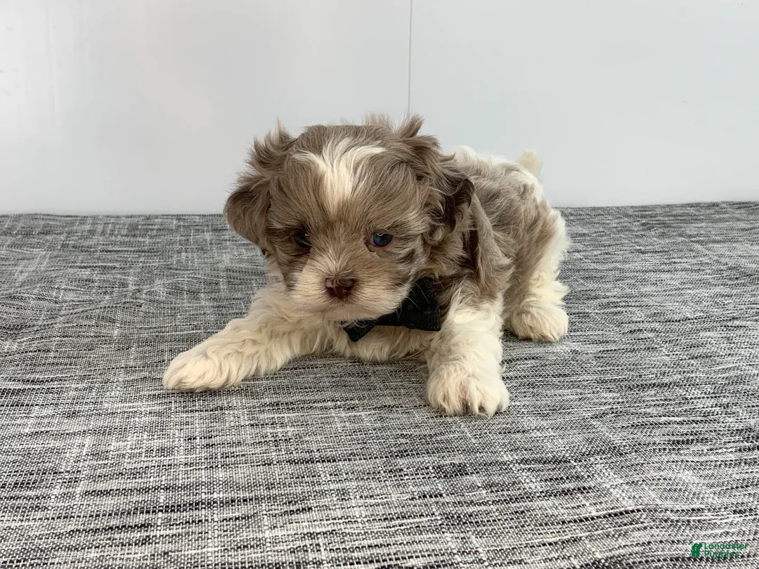 Toy Poodle dogs for sale: Zac - Ad 4