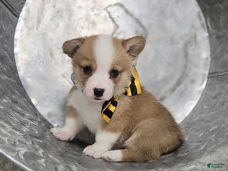 Welsh Corgi Pembroke dogs - Ad 10