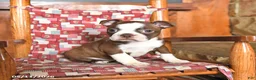 Boston Terrier dogs for sale: Waffles - Ad 1