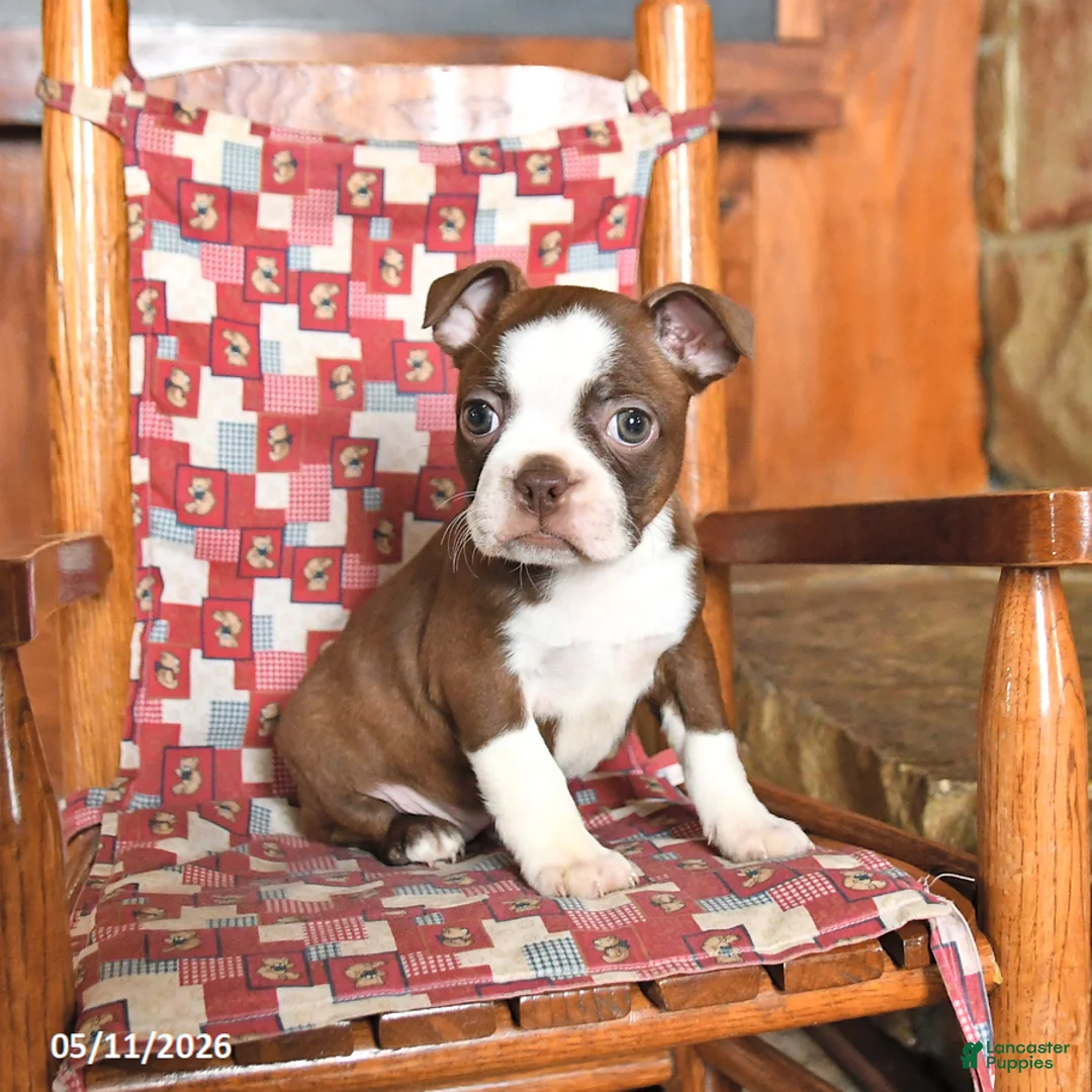 Boston Terrier dogs for sale: Waffles - Ad 1