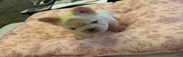 French Bulldog dogs for sale: Snowflake - Ad 2