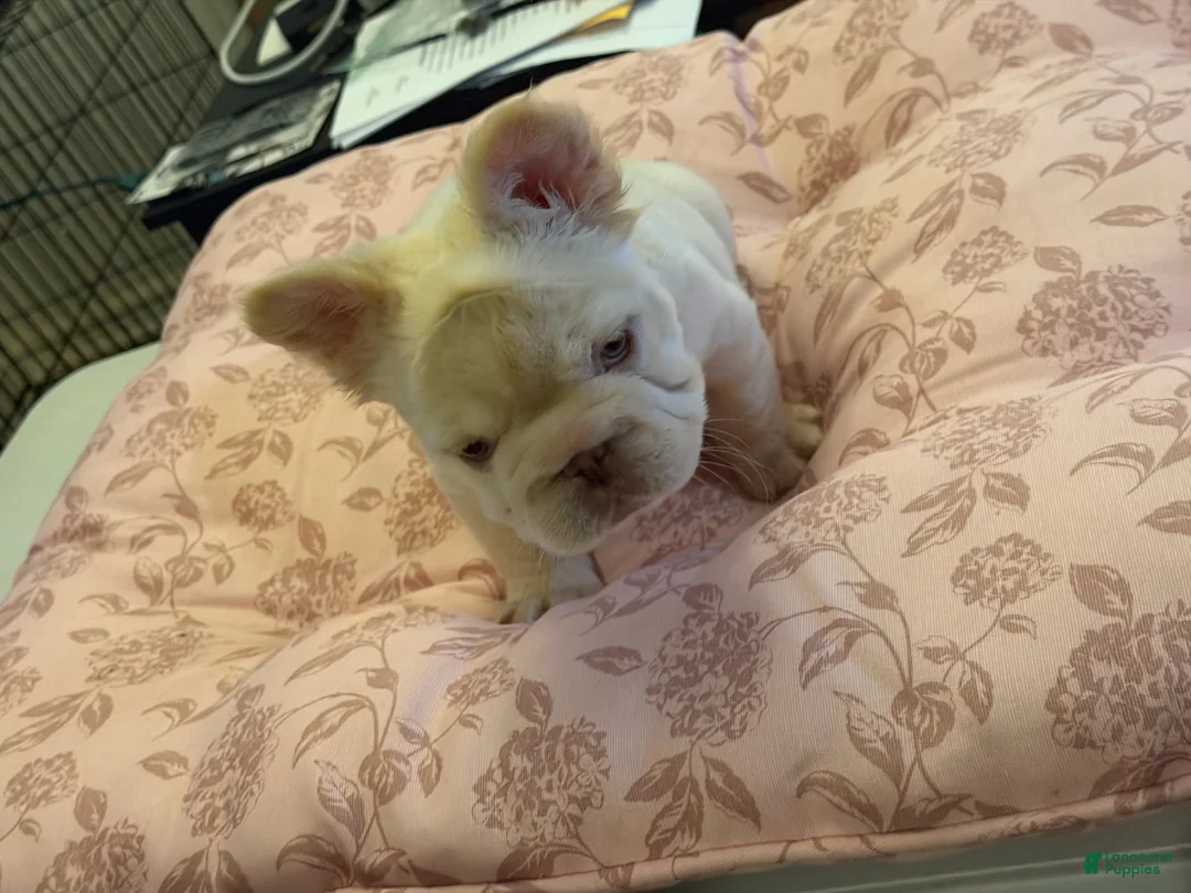French Bulldog dogs for sale: Snowflake - Ad 2
