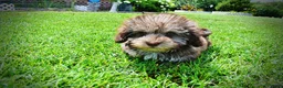 Havapoo dogs for sale: Fancy - Ad 16