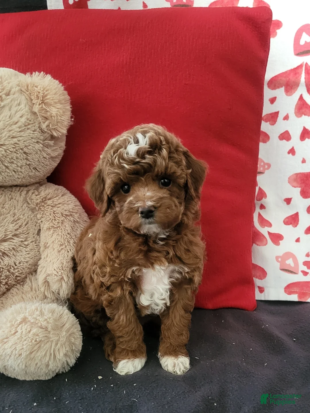 Goldendoodle dogs for sale: Emma - Ad 4