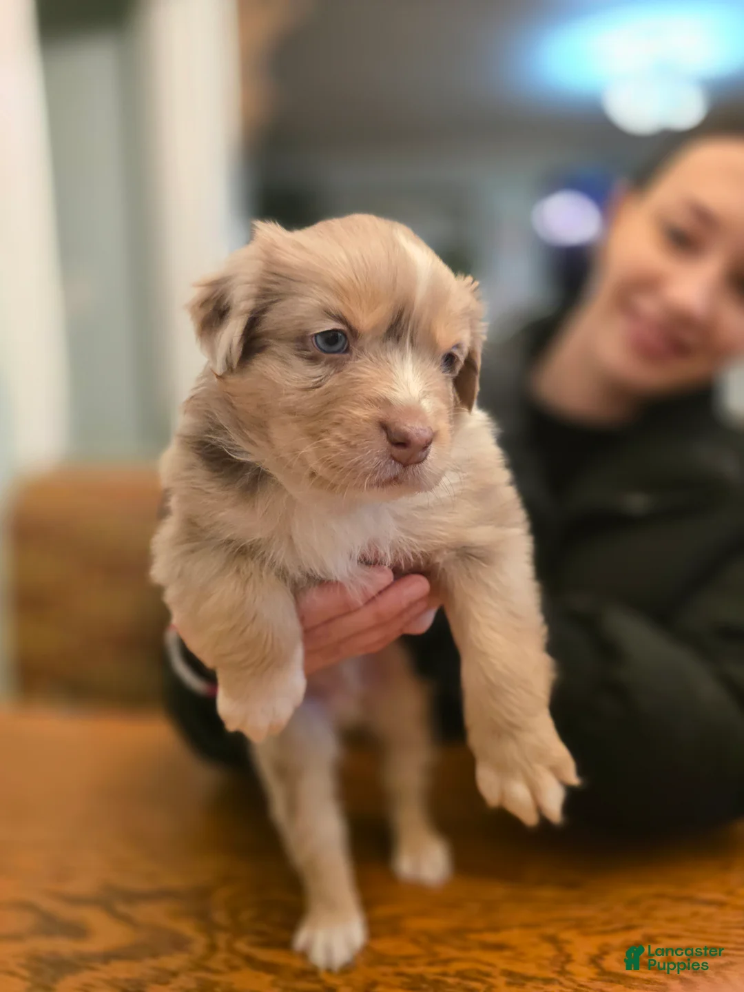 Australian Shepherd dogs for sale: Australian Shepherd Puppy 1 - Ad 1