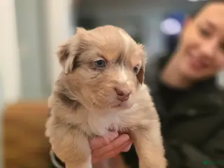 Australian Shepherd dogs Australian Shepherd Puppy 1 - Ad 35