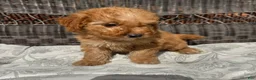Miniature Poodle dogs for sale: 1 Chucky - Ad 8