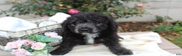 Mini Aussiedoodle dogs for sale: Aussiedoodle Puppy 3 Lenny - Ad 3