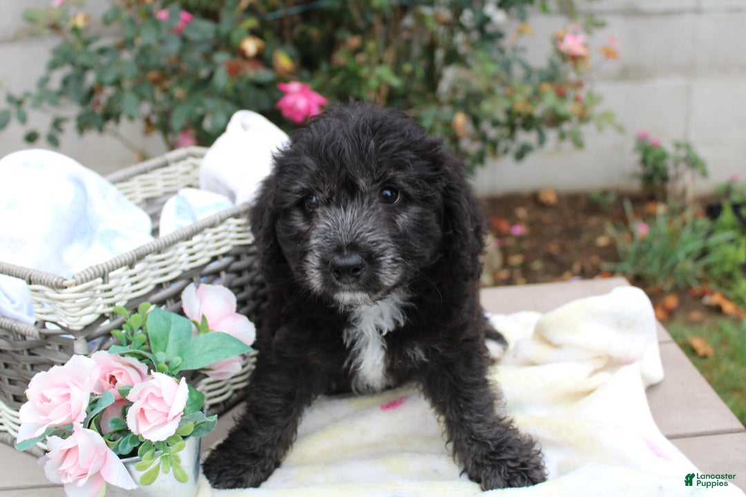 Mini Aussiedoodle dogs for sale: Aussiedoodle Puppy 3 Lenny - Ad 3