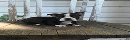 Boston Terrier dogs for sale: Clara - Ad 4