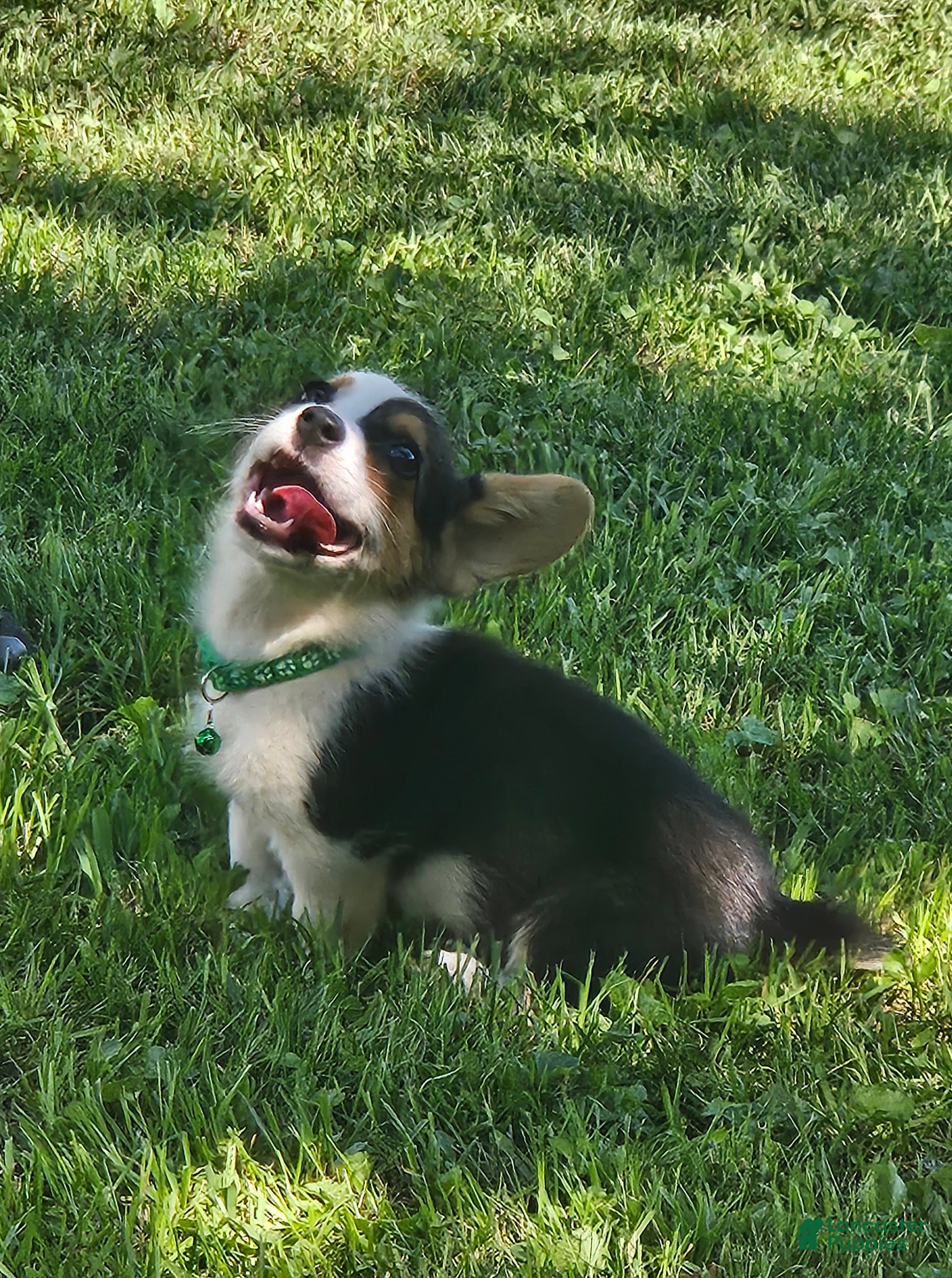 Welsh Corgi Pembroke dogs Red (New Collar: Green) Female - Ad 25
