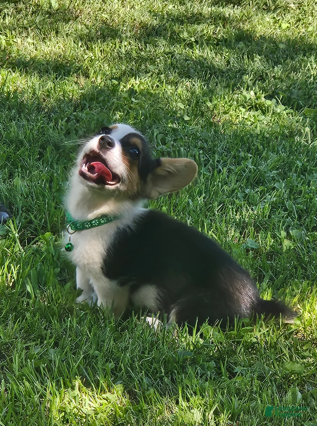Welsh Corgi Pembroke dogs for sale: Red (New Collar: Green) Female - Ad 1