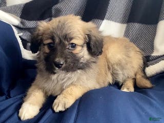Mini Aussiedoodle dogs Cooper - Ad 4