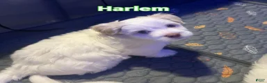 Harlem