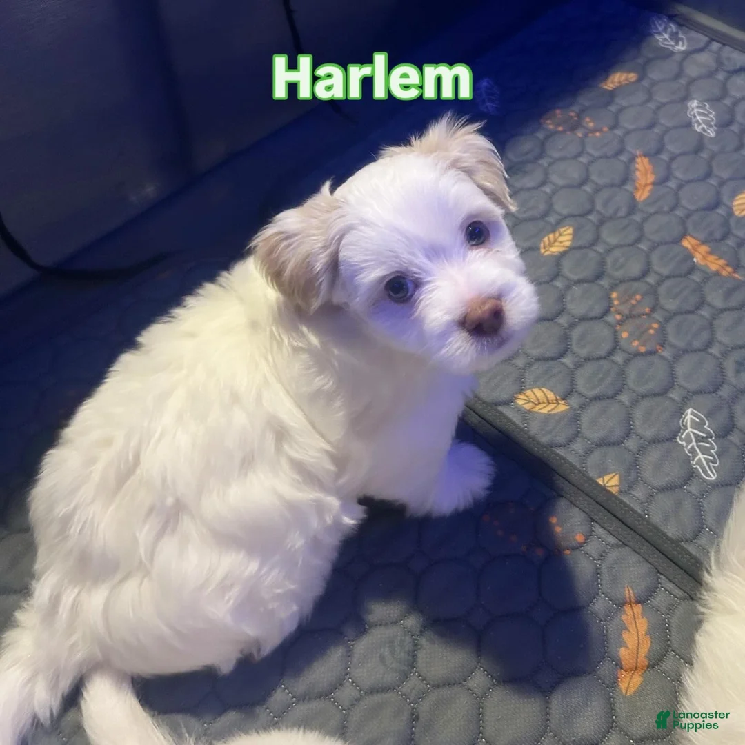 Mixed Breed dogs for sale: Harlem - Ad 1