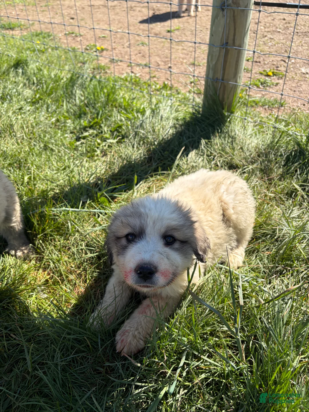 Great Pyrenees dogs for sale: Great Pyrenees Puppy 1 - Ad 6