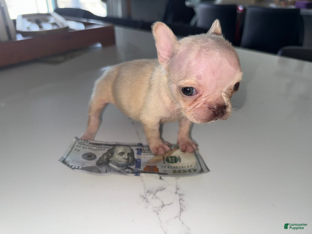 French Bulldog dogs for sale: French Bulldog Puppy 6 - Ad 2