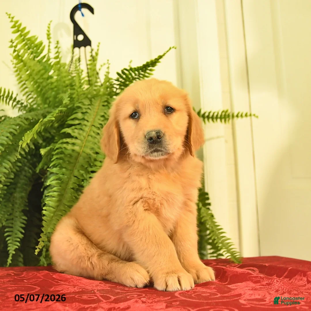 Golden Retriever dogs for sale: Windsor  - Ad 3