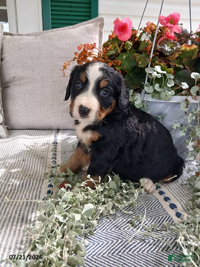 Bernese Mountain Dog dogs Allie - Ad 1