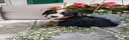 Bernese Mountain Dog dogs for sale: Allie - Ad 1