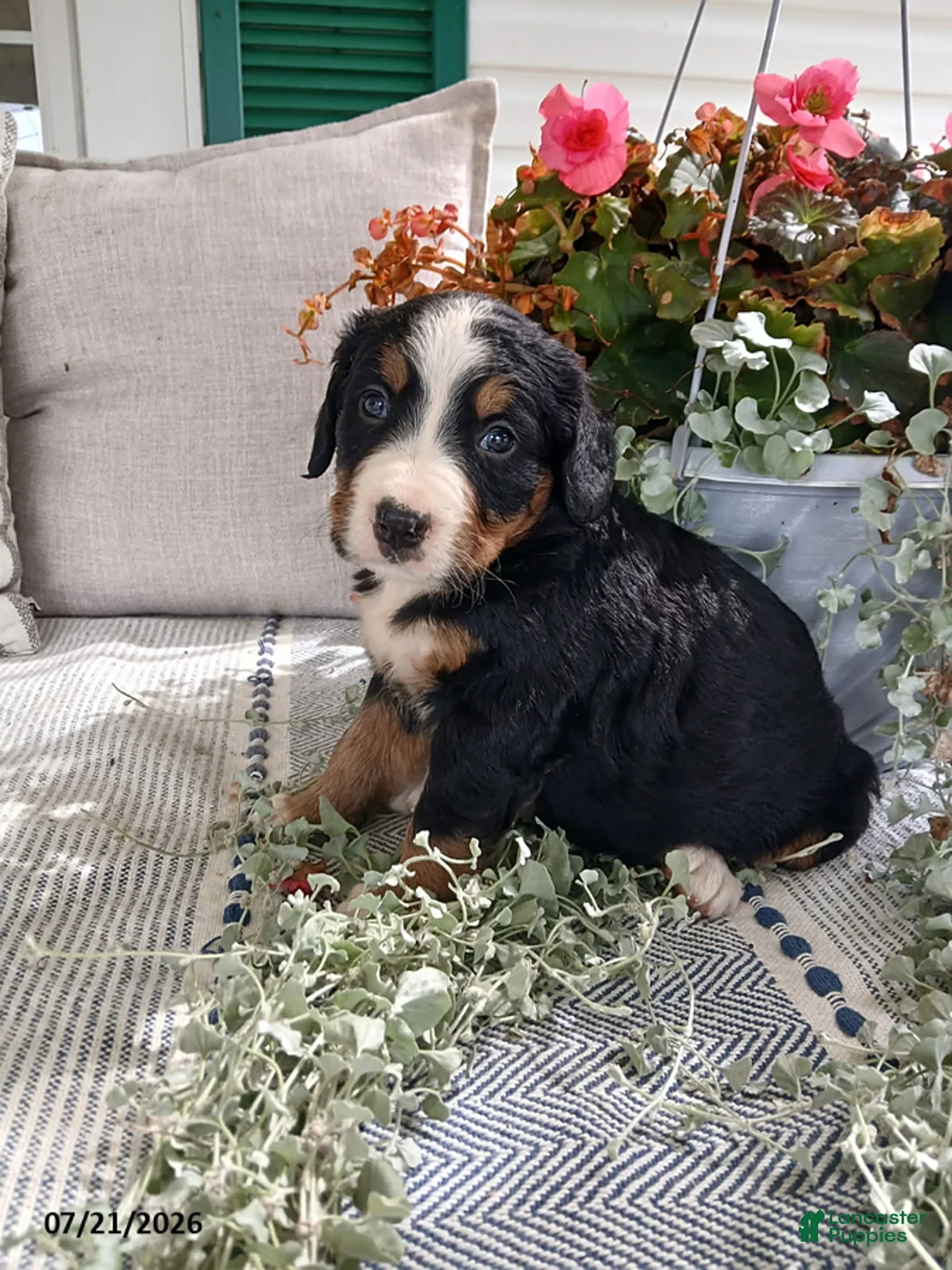 Bernese Mountain Dog dogs for sale: Allie - Ad 1