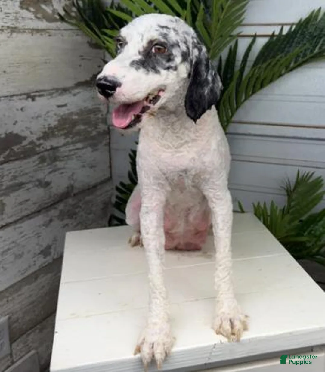 Mini Bernedoodle dogs for sale: Nacho - Ad 4