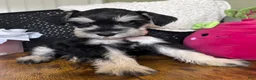 Miniature Schnauzer dogs for sale: Daisy - Ad 4