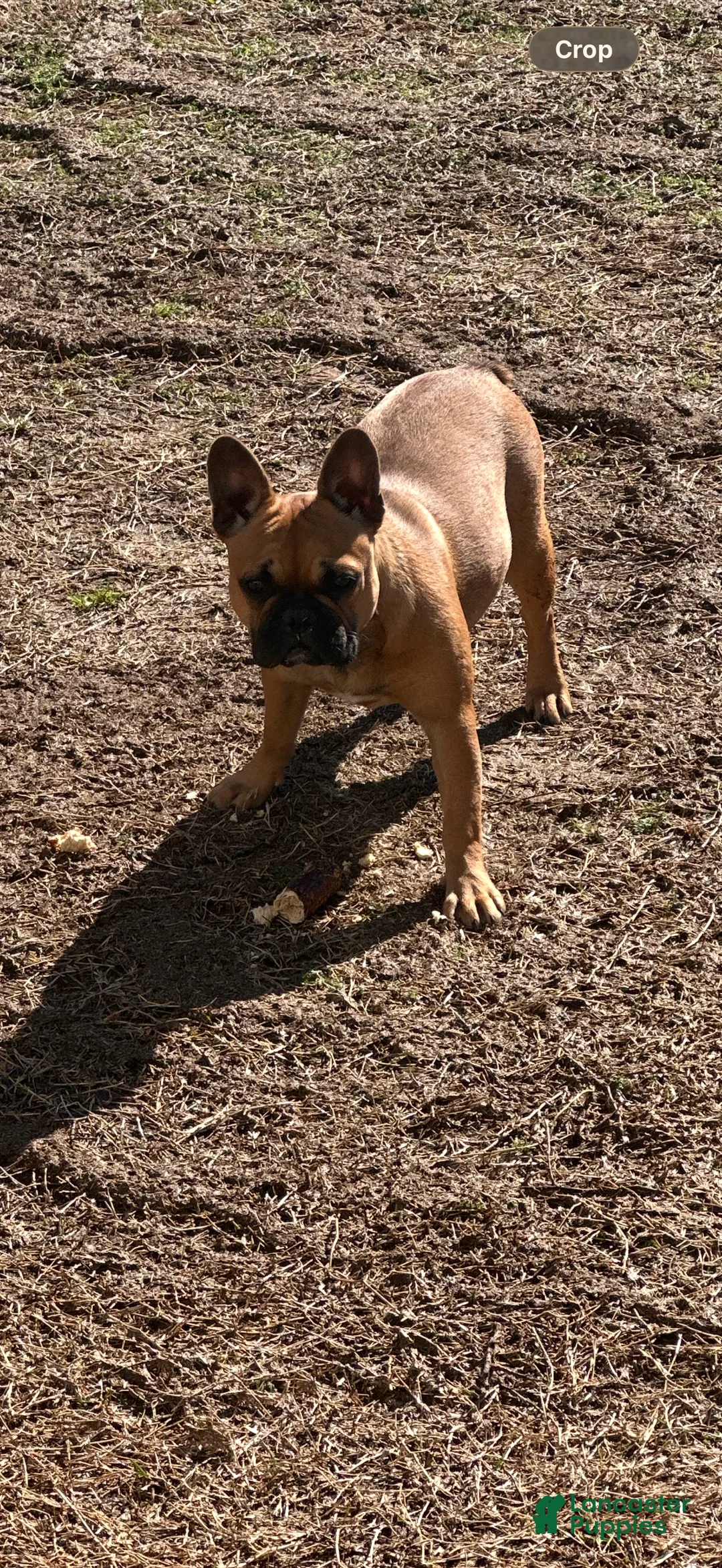 French Bulldog dogs for sale: French Bulldog Puppy 4 - Ad 3