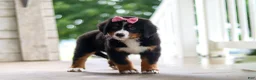 Bernese Mountain Dog dogs for sale: Lainey - Ad 8