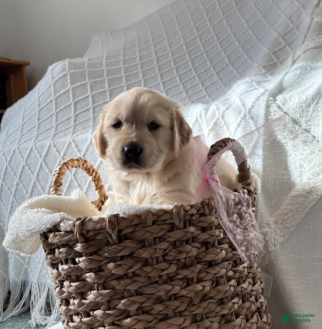 Golden Retriever dogs for sale: Grace  - Ad 2