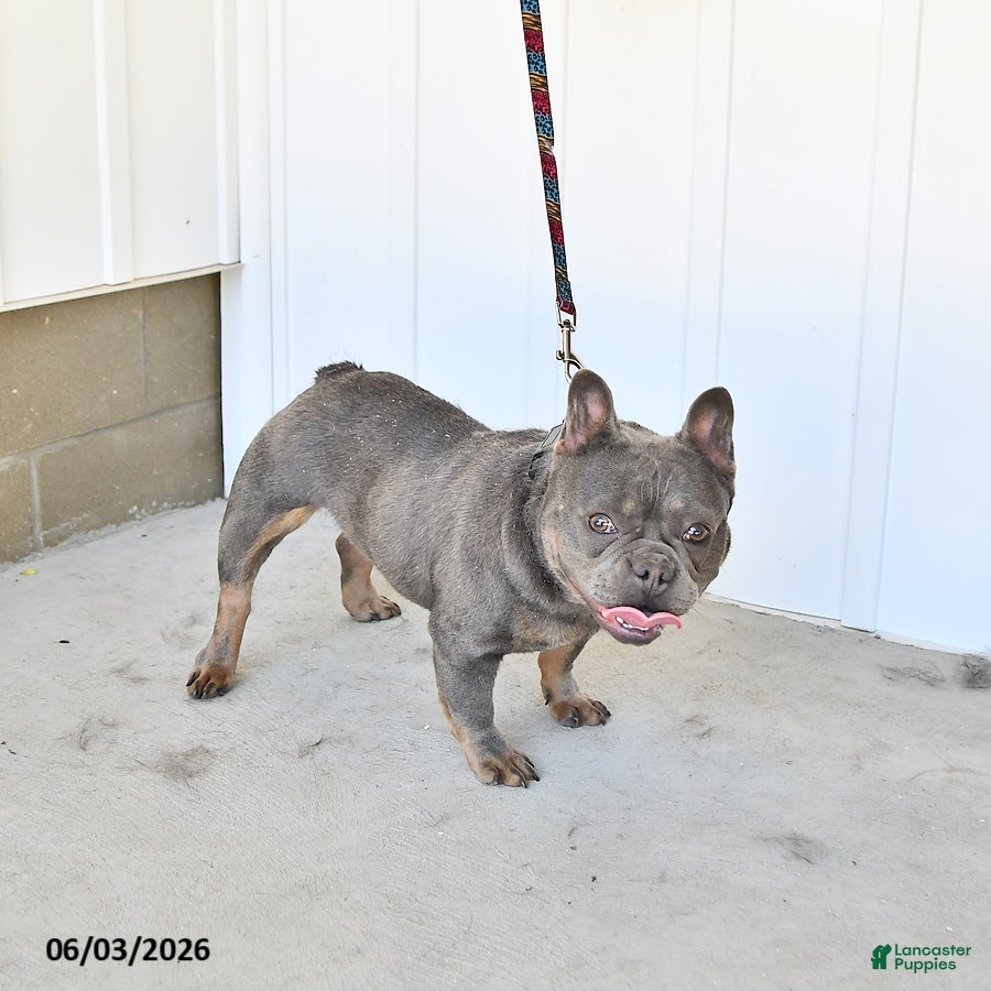 French Bulldog dogs for sale: Gracie - Ad 4